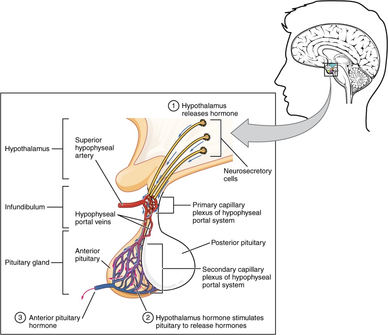 Anterior Pituitary Complex Diagram