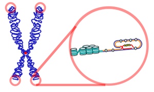 Diagram illustrating a chromosome with highlighted telomeres and the protective T-loop structure