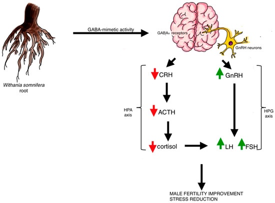 Ashwagandha Mechanism
