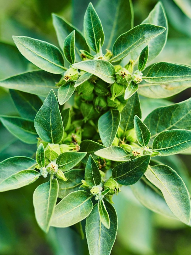 Ashwagandha plant