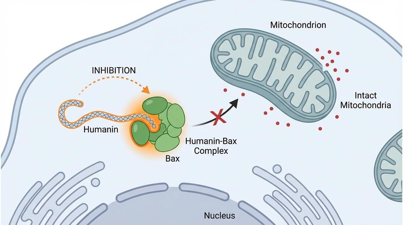 Humanin Blocking Apoptosis