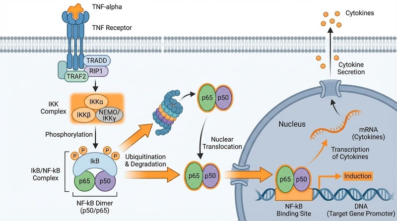 NF-κB Signaling Pathway